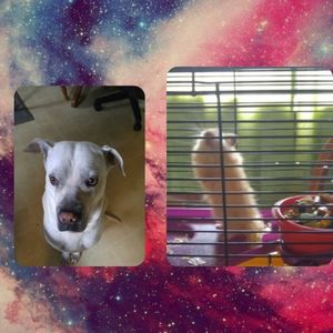 Meet your Posher, Shelby